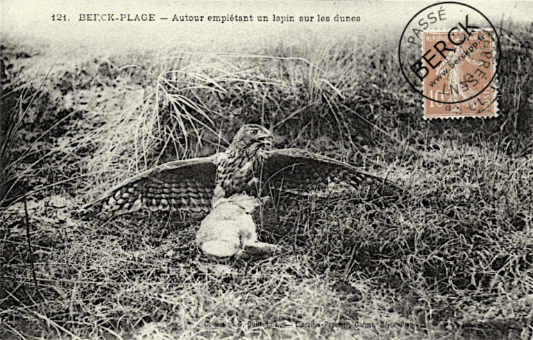 121 - Autour empiétant un lapin sur les dunes