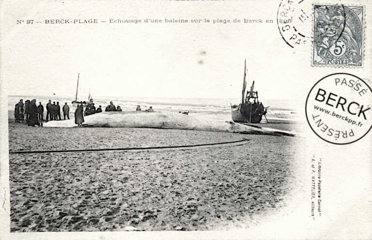 37 - Echouage d'une baleine sur la plage de Berck en 1895