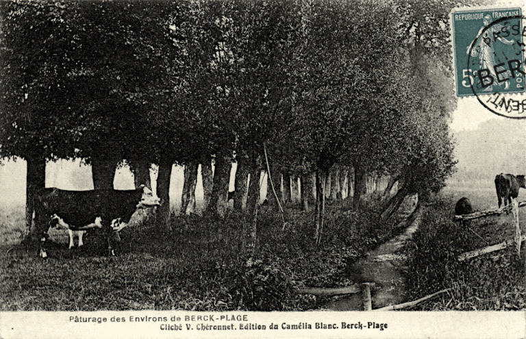 Pâturage des Environs de BERCK-PLAGE